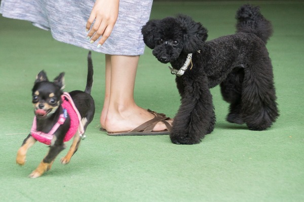 ブラックトイプードル銀座リリードナ006