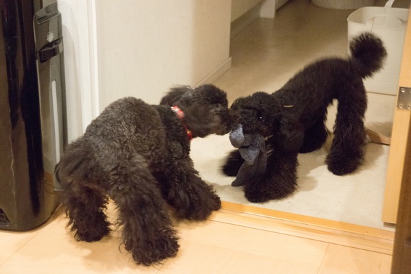 ブラックトイプードル銀座リリードナ006