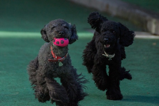 トイプードル ブログ 銀座リリーとドナ25