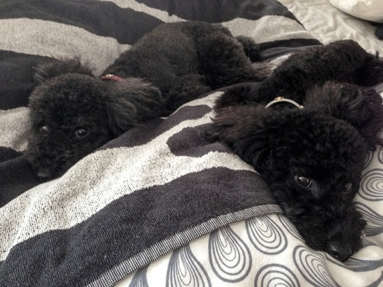 ブログRosieトイプードル銀座リリーとドナas know as de wan07