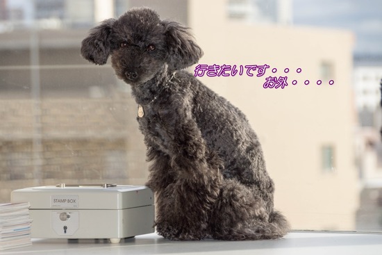 銀座トイプードル,リリーとドナ,as know as de wan009