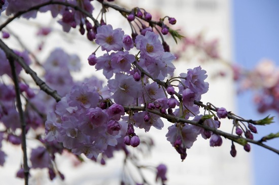 as know as de wan トイプードル 銀座リリー49