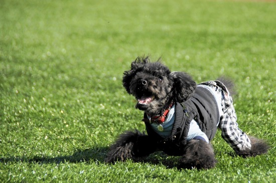 銀座トイプードルリリーas know as de wan19