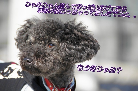 as know as de wanとトイプードルブラックの銀座リリー46