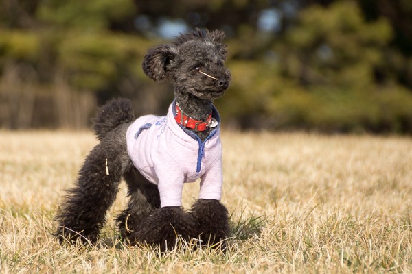 トイプードル銀座リリー015