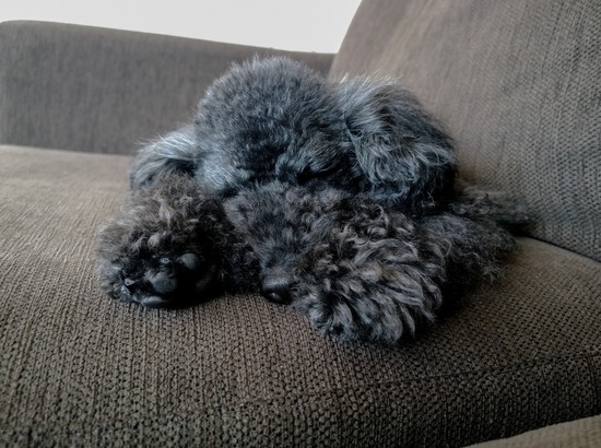 トイプードル ブログ 銀座リリー ドナ as know as de wan27