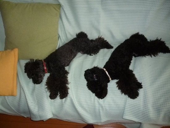 553537_207586736076292_564312963_n