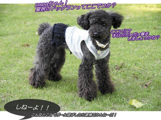 as know as de wan トイプードル 銀座リリー21