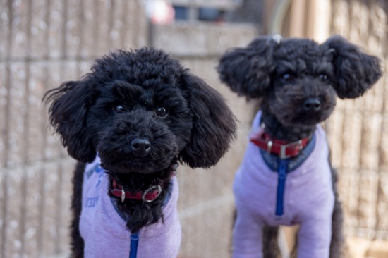 421 銀座ブラックのトイプードルリリーとドナas know as de wan29