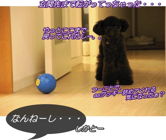 トイプードル銀座リリーasknowasdewan09