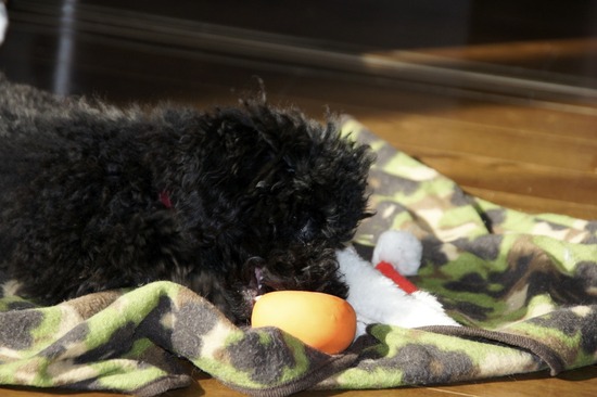 銀座トイプードルリリーas know as de wan17