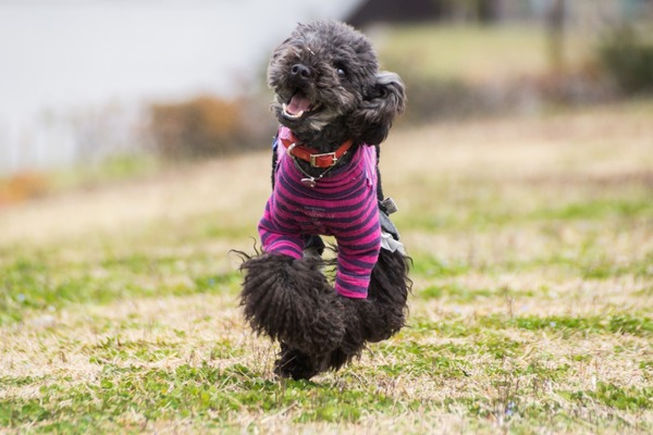 ブラックトイプードル銀座リリードナ028