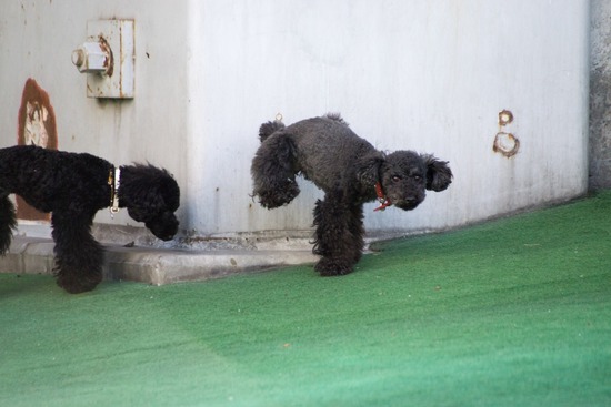 トイプードル ブログ 銀座リリーとドナ22