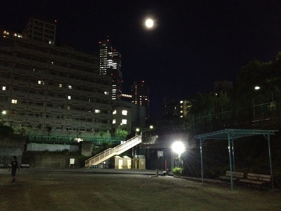 as know as de wanとブラックのトイプードル銀座リリー13