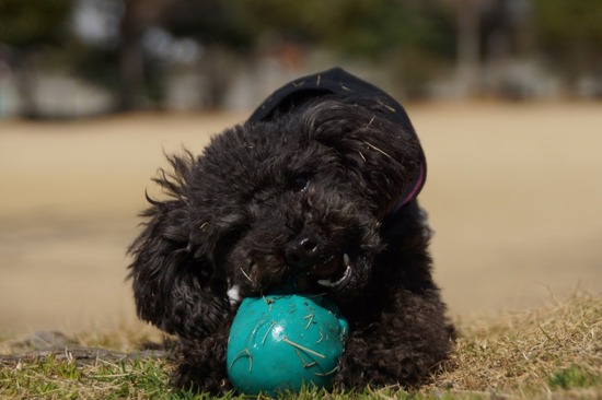 銀座トイプードルリリーとドナas know as de wan20