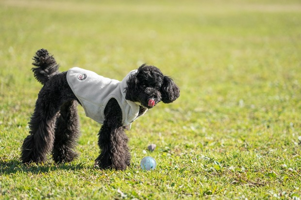 20151222ブラックトイプードル銀座リリー＆ドナ10