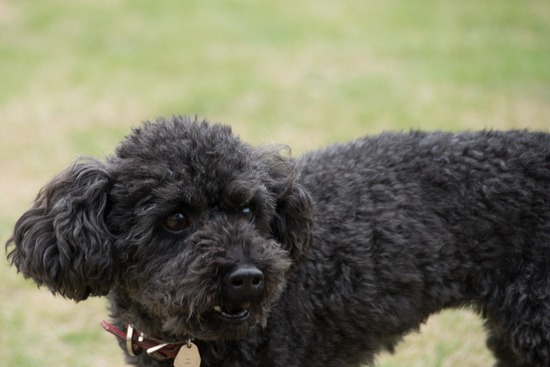 トイプードル銀座リリー＆ドナ54