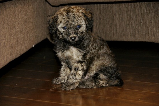 as know as de wanとトイプードルブラックの銀座リリー09