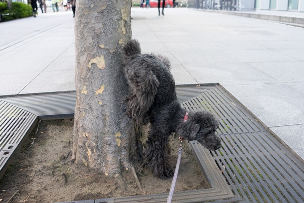 20151127ブラックトイプードル銀座リリー＆ドナ006