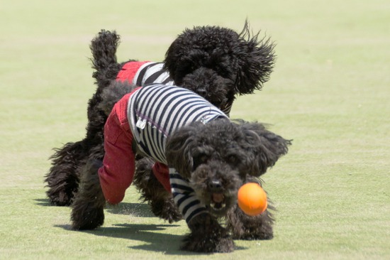 503 銀座ブラックのトイプードルリリーとドナas know as de wan00