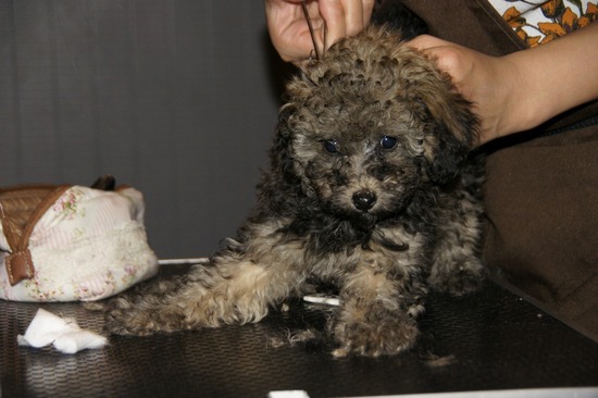 銀座トイプードルリリーas know as de wan04