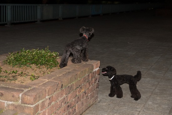 トイプードル ブログ 銀座リリーとドナas know as de wan12