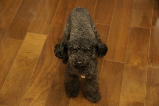 as know as de wan トイプードル 銀座リリー05