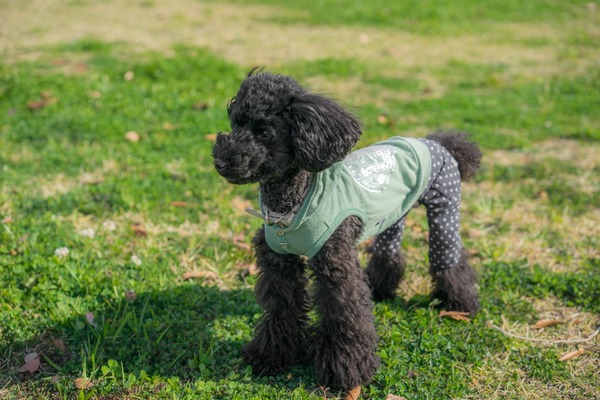 ブラックトイプードル銀座リリー＆ドナ017