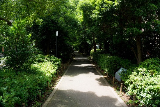 ニャンバーワン,銀座トイプードル,リリーとドナ,asknowasdewan060