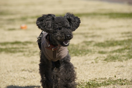 銀座トイプードルリリーas know as de wan25