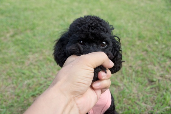 トイプードル ブログ 銀座リリーとドナas know as de wan96