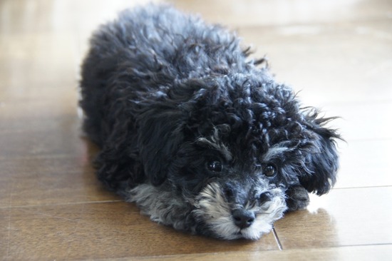 銀座 トイプードル リリー as know as de wan10