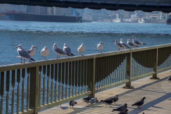 トイプードル ブログ 銀座リリー ドナ as know as de wan86