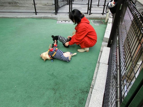 as know as de wan トイプードル 銀座リリー13