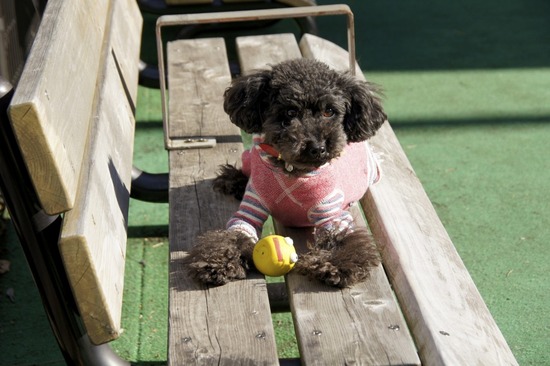 銀座トイプードルリリーas know as de wan41