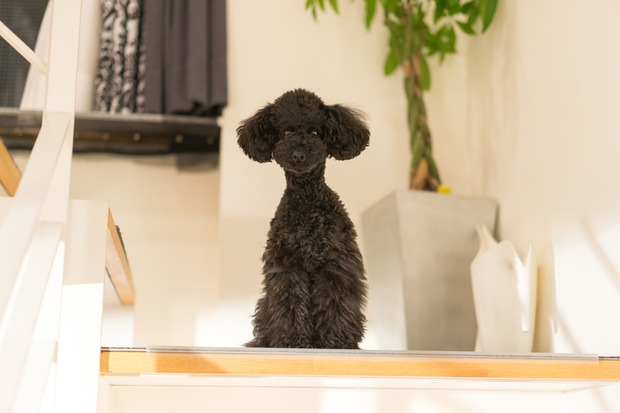 20160101ブラックトイプードル銀座リリー&ドナ01