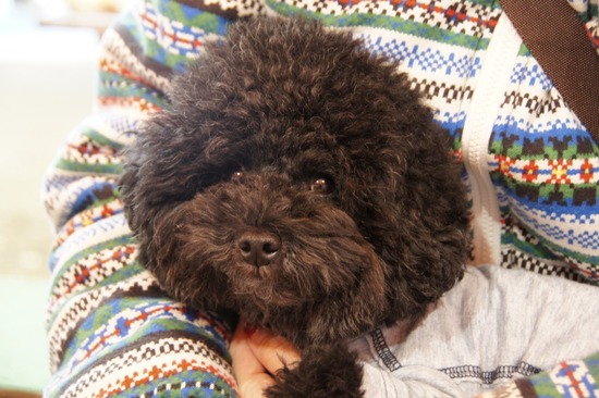 銀座トイプードルリリーas know as de wan40