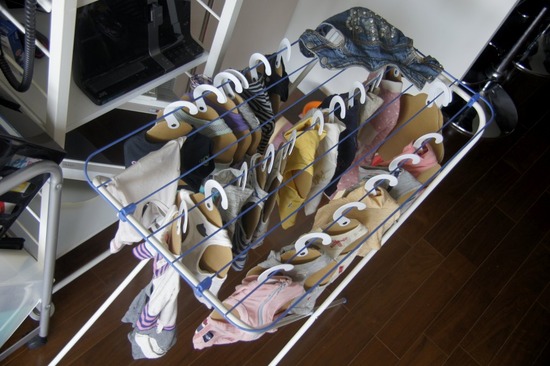 トイプードル銀座リリーとas know as de wan00