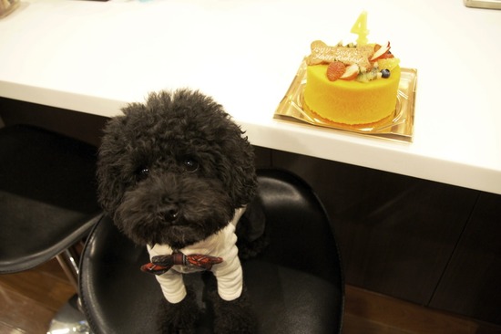 as know as de wanとトイプードルブラックの銀座リリー20