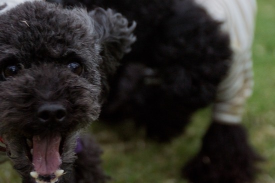 ブログRosieトイプードル銀座リリーとドナas know as de wan46