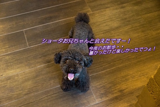 ブログRosieトイプードル銀座リリーとドナas know as de wan05