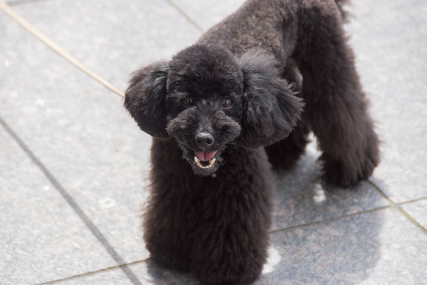 ブラックトイプードル銀座リリードナ005