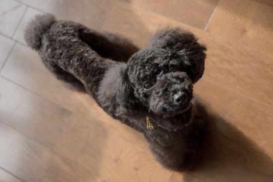 トイプードル ブログ 銀座リリーとドナas know as de wan23