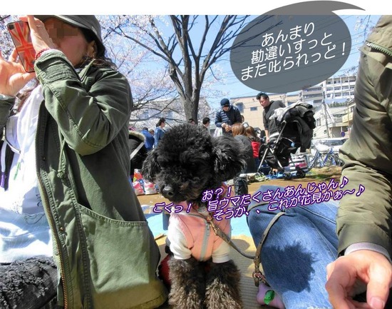 as know as de wan トイプードル 銀座リリー14