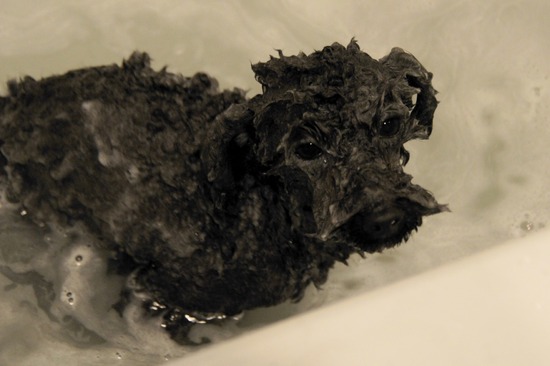 as know as de wan トイプードル 銀座リリー21