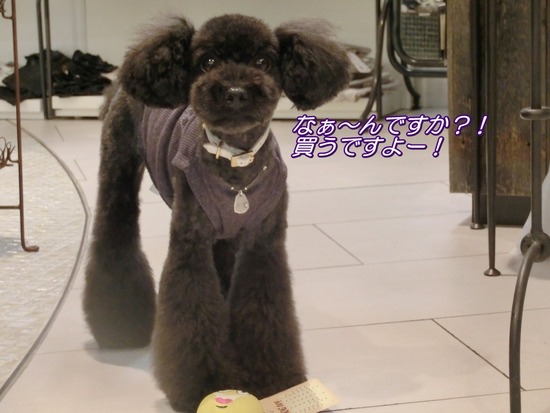 トイプードル銀座リリーとas know as de wan08