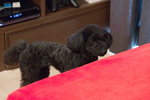 20160118ブラックトイプードル銀座リリー&ドナ09