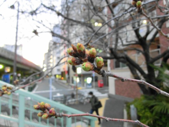 as know as de wan トイプードル 銀座リリー04