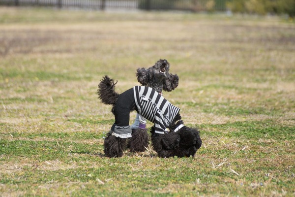 ブラックトイプードル銀座リリードナ009