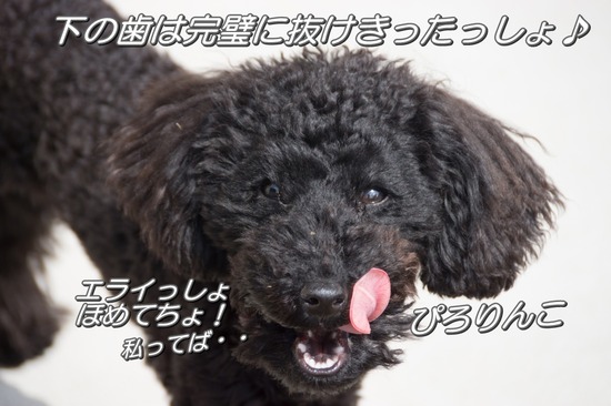 330 銀座ブラックのトイプードルリリーとドナas know as de wan05